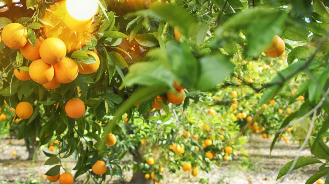Da tristeza à alegria: a jornada da laranja salva pelo limão