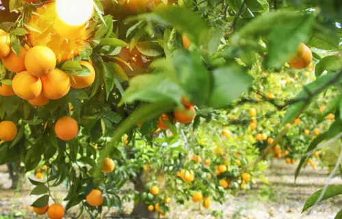 Da tristeza à alegria: a jornada da laranja salva pelo limão