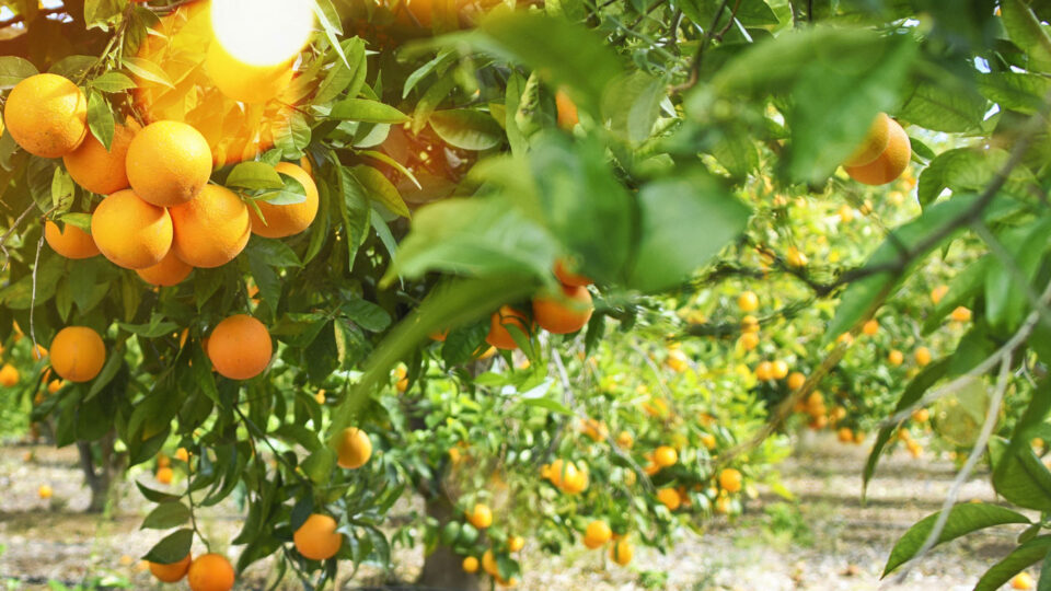 Da tristeza à alegria: a jornada da laranja salva pelo limão